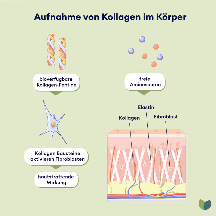 Aufnahme von Kollagen im Körper - Diagramm zur Bioverfügbarkeit